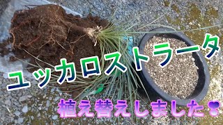 ユッカロストラータの植え替えをしました‼