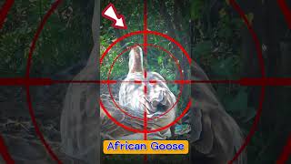 African Goose #339 -#shorts