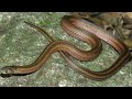 striped kukri snake documentary tamil nadu कुकरी साँप