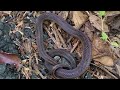 striped kukri snake documentary tamil nadu कुकरी साँप