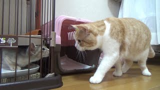 【対面2日目】激おこ先住猫がそれでも子猫に会いに行く【スコティッシュフォールド】【アビシニアン】