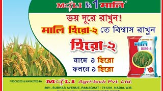 Paddy seeds Mali Hiro-2 per bhiga 12.8 qntl, duration 140 days Hight 42 inch