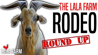 LALA FARM Rodeo Round Up • Check Ups on our Kiko Goat Bucks