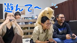 ゲーム中かまって欲しい愛犬が可愛すぎるww