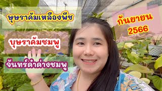 บุษรัมคัมเหลืองพีช บุษราคัมชมพู และ จันทร์ดำด่างชมพู เดือนกันยายน 2566