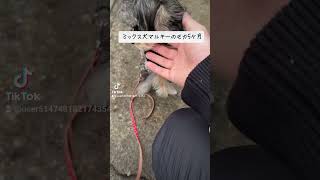 ［5ヶ月子犬］お散歩デビューマルキーのモカ　#お散歩　#お散歩デビュー　#歩けない　#人懐っこい　#ミックス犬　#マルキー　#マルキーのモカ　#マルチーズ　#ヨークシャテリア　#犬のいる生活 　#子犬