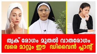 ത്വക് രോഗം മുതൽ വാതരോഗം, വരെ മാറ്റും, ഈ ഡിവൈൻ പ്ലാന്റ്...