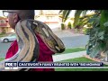 chatsworth family reunited with beloved python big mama