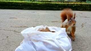 Red squirrel steals a walnut from a bag full of nuts (Full HD)