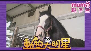 動物大明星 S1【馬】第1季 第10集｜認識動物｜自然生態｜魚類｜爬蟲類｜昆蟲｜海洋生物｜哺乳類｜Animal big star｜兒童電視節目【親子台｜官方HD完整版】momokids