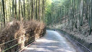 【大鞍孟宗竹海】歡迎全國民眾來南投竹山大鞍《趣投》旅遊住宿！