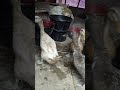 ১৬শ টাকায় কেনা হাঁস পেড়েছে কোটি টাকার ডিম duck farm p707