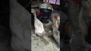 ১৬শ টাকায় কেনা হাঁস পেড়েছে কোটি টাকার ডিম | | Duck Farm | P707