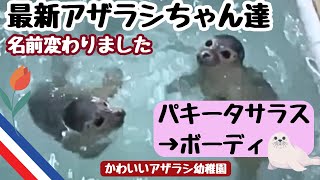 [アザラシ幼稚園]可愛いパキタサラスの名前が変わりました。