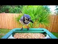 camojojo hibird 4k smart bird feeder review