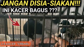 DEMI KALIAN KACER SAYA RUSAK GAK APA-APA | DR KACER TERBARU