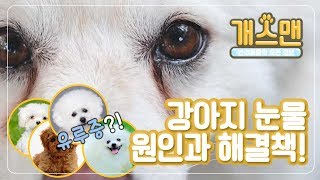 [개스맨] 강아지 눈물 원인과 해결책!ㅣ반해