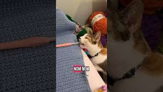 Does your cat try to eat your hooks or yarn? Tilly is hooks all the way 😂🧶 #crochet #cats