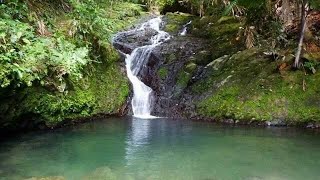 🌳🌲 Descubre la magia del Bosque Toro Negro en Puerto Rico 🇵🇷✨