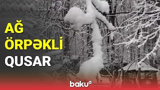 Ağ örpəkli Qusar - BAKU TV (07.12.2022)