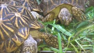 2017年1月2日 野毛山動物園 インドホシガメ