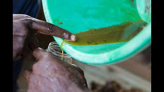 ጣዝማ / stingless mining bees