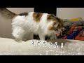 2泊3日の帰省から戻ったら元野良の保護猫が甘えて大変です…【シャム猫 シャムミックス・ノルウェージャンフォレストキャット】