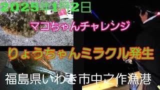 【マコちゃんチャレンジ】今回も年末年始マコちゃんチャレンジです。【茨城鰈査會】