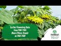 PAN 7170: A new medium sunflower hybrid that enhances the conventional hybrid package.