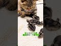 这些孩子啊，白养！ 萌宠 猫宝宝 仓鼠 猫咪