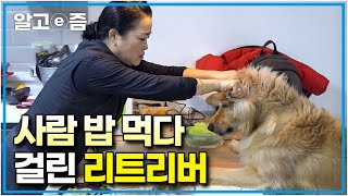 지나가는 사람 가방도 털어먹는 위험한 식욕! 밥을 충분히 먹어도 음식만 보면 눈이 돌아가는 어마어마한 식욕을 자랑하는 대형견│세상에 나쁜 개는 없다│알고e즘