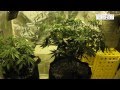 11-6-2014 Update - Kosher Tangie Mother + HSO Purple Trainwreck