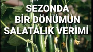 BİR DÖNÜMDE SALATALIK VERİMİ KAÇ KİLOGRAMDIR.