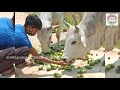 utkalamani seba sangathana helps bird sand animal for giving food on shutdown periodsituationofcovid