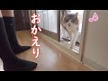 数日ぶりに娘が戻ったら嬉しさが止まらなくなった猫のななこ【保護猫】・・・戻らない家族を探しはじめて切なくなりました