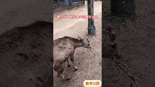 雪の中、枝を食べる鹿ちゃん🦌奈良公園