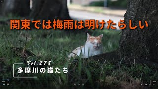 【多摩川の猫たち Vol.278】　関東では梅雨は明けたらしい　【地域猫】