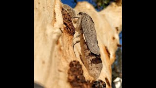 A witchetty grub emerges as a moth! (long version)