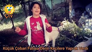 Çelpez.tv. Küçük Çoban Fatma Derin Keçilere Yaprak Verdi.