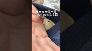 インコのマッサージ屋さんが可愛すぎて気絶しそう‥‥【サザナミインコ】 #shorts