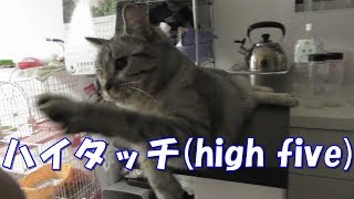 ハイタッチを繰り返しするノリがいい猫 high five cat