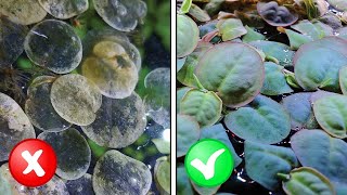 Are Your Aquarium Plants Lacking Nutrients or Light? (and other questions)