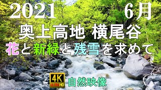 奥上高地 2021年6月 横尾谷に花と残雪と新緑を求めて 北アルプス 穂高岳 4K 自然映像 Northern Japanese Alps Kamikochi and Yokoo.