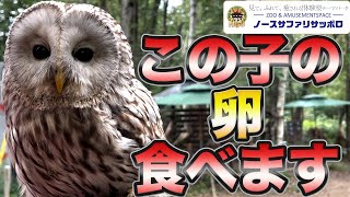 フクロウの卵をたべてみた！