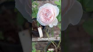 Earth Angle Rose /Kordes Rose/ English Rose  #shotrs