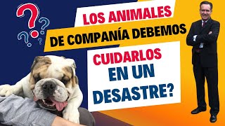 Los animales de compañía en los desastres, ¿Se les contempla? y más en México