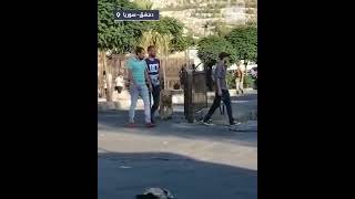 مشهد لمواطن سوري يتجول مع "لبؤة" وسط شوارع "دمشق" في سوريا