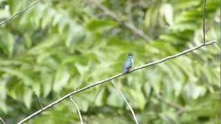 世界最小の鳥マメハチドリ.Bee Hummingbird.Cute☆