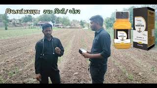 મરચીમાં Seedcure થી ઉત્પાદન બમણું કઈ રીતે મેળવવું???