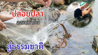 ปล่อยปลาลงแม่น้ำโขงสู่ธรรมชาติ(สุขกายสุขใจ).